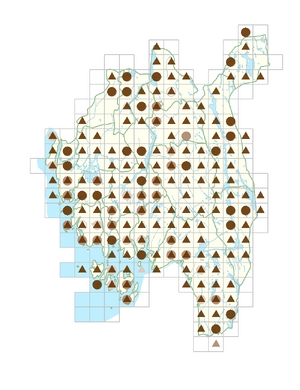 Spergularia rubra.png