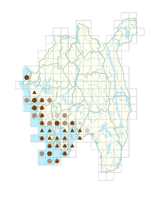 Spergularia salina.png