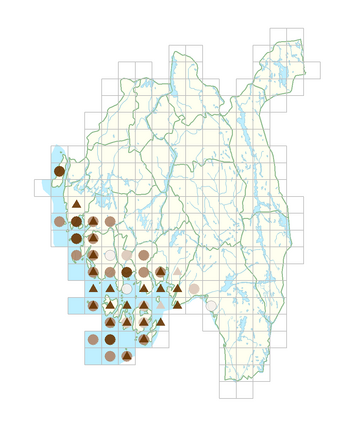 Spergularia salina.png