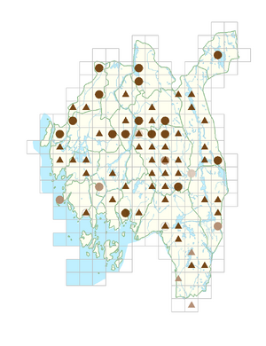 Spiraea salicifolia.png