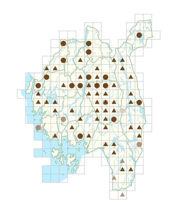 Spiraea salicifolia.png
