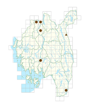 Spiraea xmacrothyrsa.png