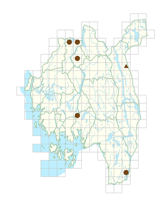 Spiraea xmacrothyrsa.png