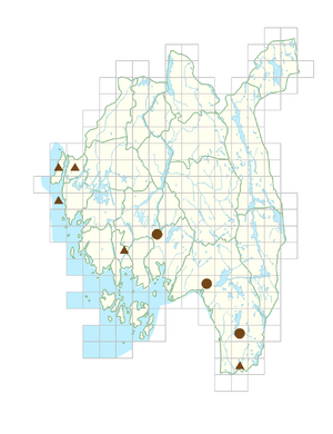 Spiraea xvanhouttei.png