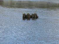 11. Spor etter tømmerfløting i Drammenselva.JPG