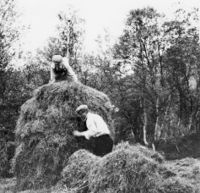 Torleiv og Tarald T. Nybu driv med å setje opp ein høystakk på slåtta Myrbuo. Det er Tarald som står oppå stakken, og året er 1946. Bilete frå Torleiv T. Stavenes.