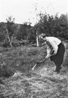 Olav T. Nybu slår med stuttorv, tydelegvis på ei myrslåtte. Bilete frå Torleiv T. Stavenes.