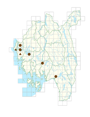 Stellaria holostea.png