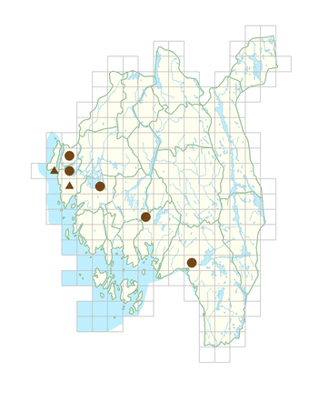 Stellaria holostea.png