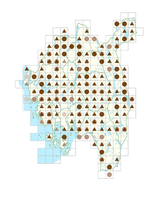 Stellaria longifolia.png