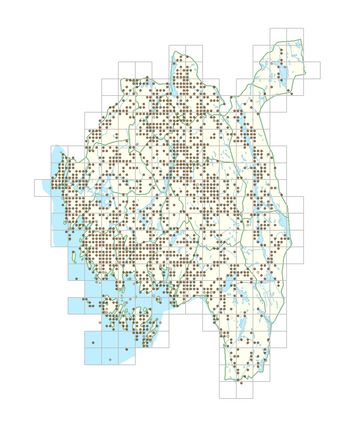 Stellaria media 1.png