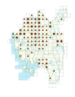 Stellaria nemorum subsp. nemorum.png