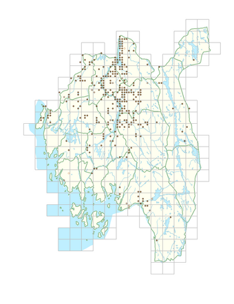 Stellaria nemorum subsp. nemorum 1.png
