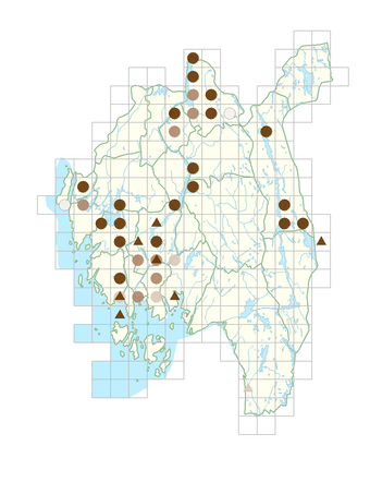 Stellaria palustris.png