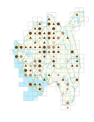 Stellaria uliginosa.png