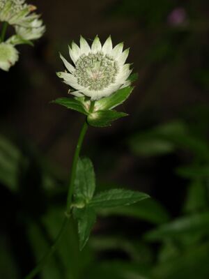 Stjerneskjerm bh.JPG