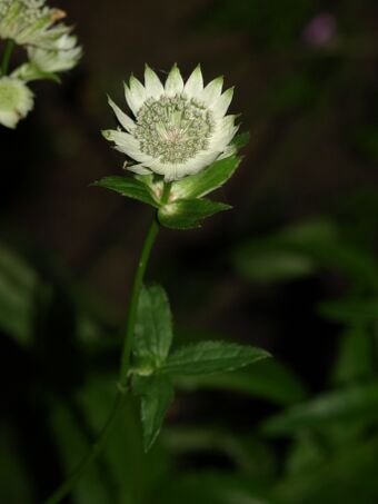 Stjerneskjerm bh.JPG