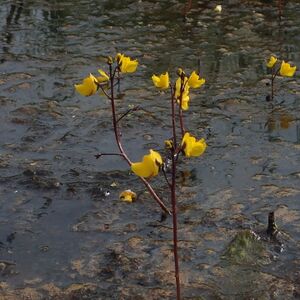 Storblærerot BH.JPG