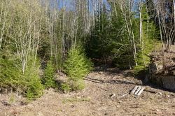 Store Bjartbakken, unnarennet. Dette er nå helt gjengrodd, og man kan ikke se at det har vært en hoppbakke der. Foto: Kjetil Ree (2019).