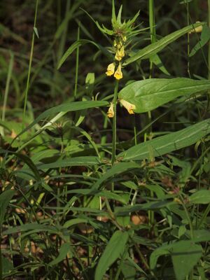 Stormarimjelle BH.JPG