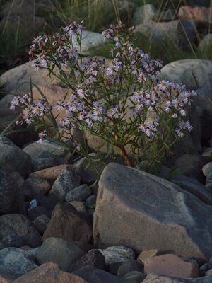 Strandstjerne BH.JPG