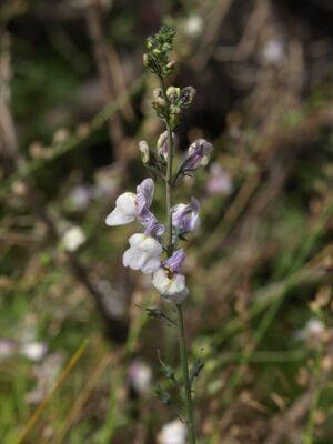 Stripetorskemunn BH.JPG