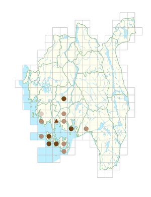 Stuckenia pectinata.png