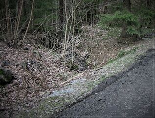 Sett mot syd fra vegen mellom Sokkadammen og Bårsrudtjernet (Foto: Arne Myrvang 2019)