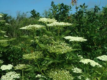 Svarthyll Sambucus nigra BH.JPG