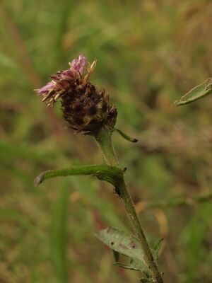 Svartknoppurt BH.JPG