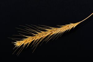 Svedjerug (SJF-F.010215).jpg