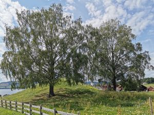 Sveinhaugen 2019.jpg