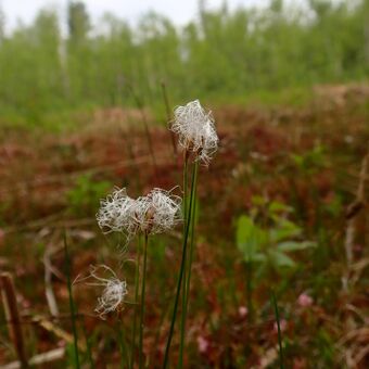 Sveltull P6263436.JPG