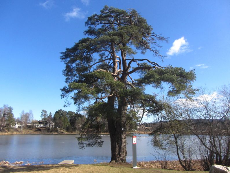 Fil:Svenskefurua i Lørenskog 2012.jpg