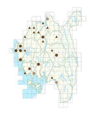 Symphyotrichum novi-belgii.png