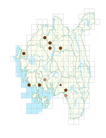 Symphyotrichum xversicolor.png