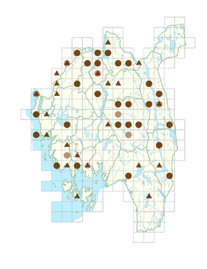 Symphytum asperum.png