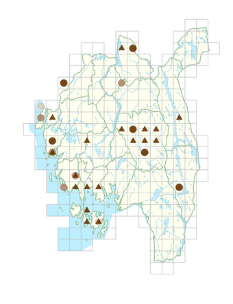 Symphytum xuplandicum.png