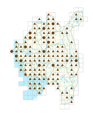 Syringa vulgaris.png