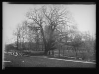 225. Tøienhaven - no-nb digifoto 20160401 00034 NB NS NM 09680.jpg