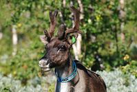 Tamrein i Rapadalen i Jokkmokks kommun. Foto: «Prolineserver», august 2009.