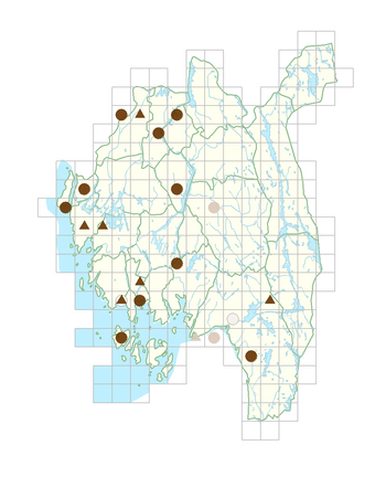 Tanacetum parthenium.png