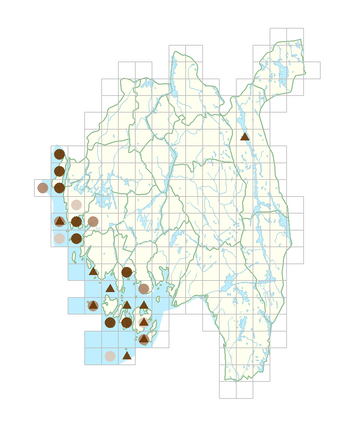 Taraxacum obliquum.png