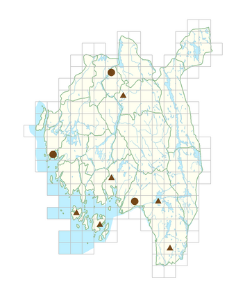 Telekia speciosa.png