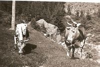 Telemarkskyrne Lauvros og Songros, Ramberg i Seljord kommune. Foto: ukjent