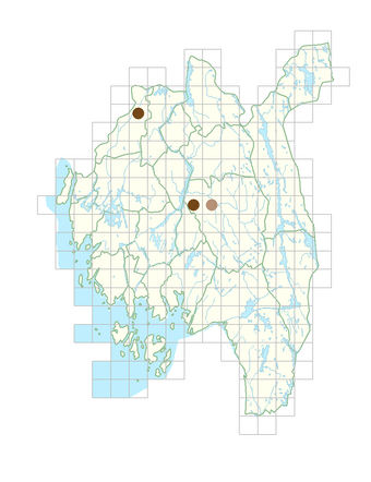 Thalictrum speciosissimum.png