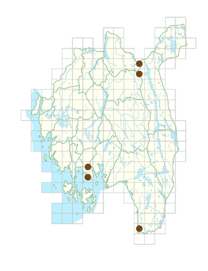 Thermopsis montana.png