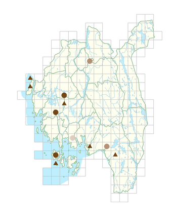 Thuja occidentalis.png