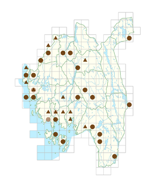 Tilia platyphyllos subsp. cordifolia.png