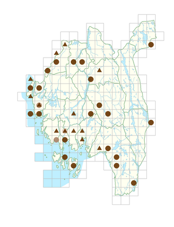 Tilia platyphyllos subsp. cordifolia.png